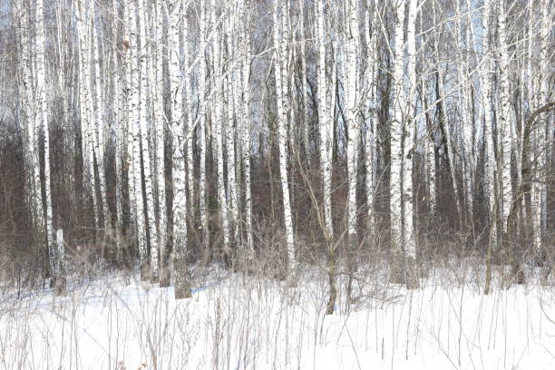 istock Black and white birch trees with birch bark in winter on snow 974935530