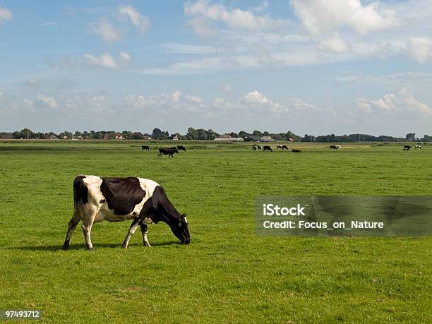 Foto de Paisagem Holandesa e mais fotos de stock de Fêmea de mamífero - Fêmea de mamífero, Gado Doméstico Bovino, Agricultura