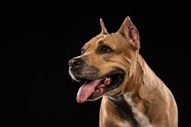 istock Pit bull dog portrait close-up in studio with black background 974939032
