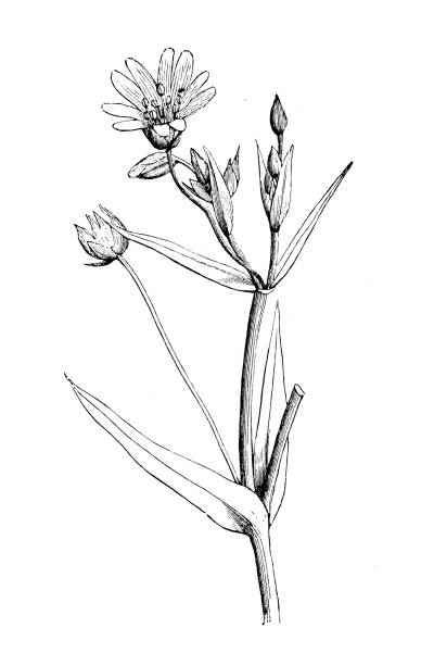 istock Botany plants antique engraving illustration: Stellaria Holostea, addersmeat, greater stitchwort 974943136