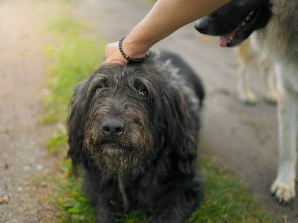 istock Two dogs outdoor 974943810