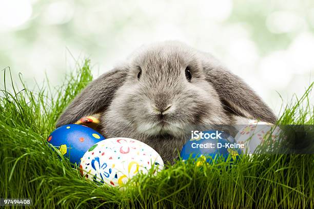 Ostern Rabbit Stockfoto und mehr Bilder von Farbbild - Farbbild, Feiertag, Flauschig