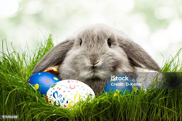Easter Rabbit Stock Photo - Download Image Now - Animal, Animal Egg, Baby Rabbit
