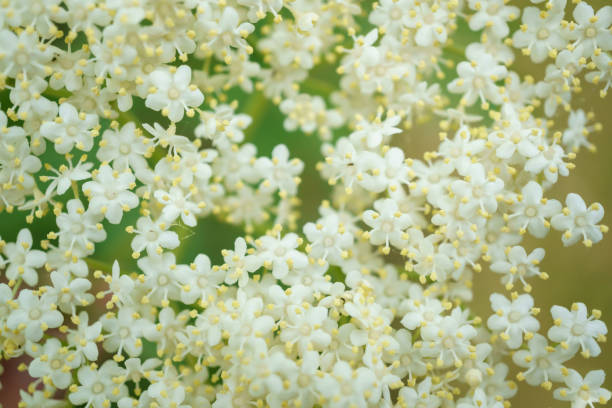 istock Black Elderberries flowers close 974944292