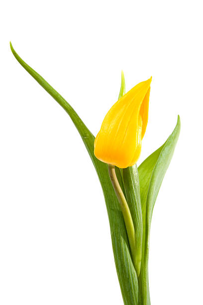 istock Yellow Dutch tulip 97494513