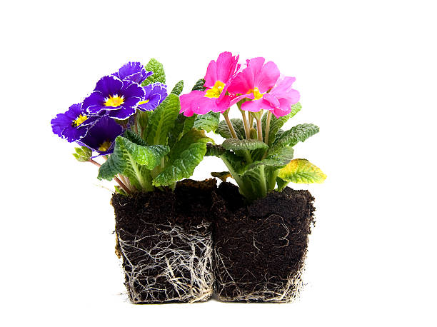 istock Pink and purple primula flower 97494514