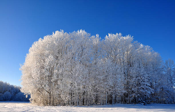 Winter stock photo