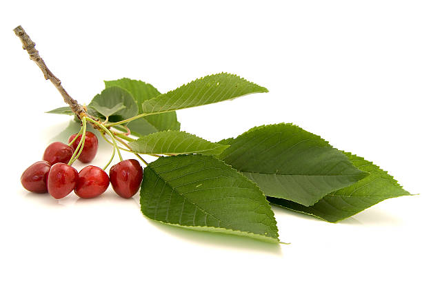 Cherries on the branch isolated over white background  tin foil barb stock pictures, royalty-free photos & images