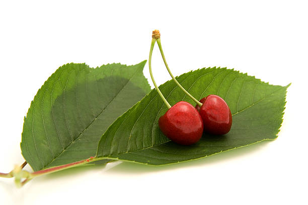 Two cherries on the foil  tin foil barb stock pictures, royalty-free photos & images