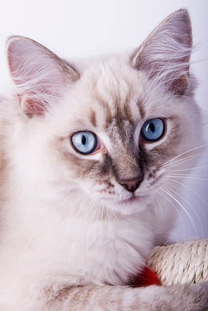 Gattino Ragdoll - foto stock