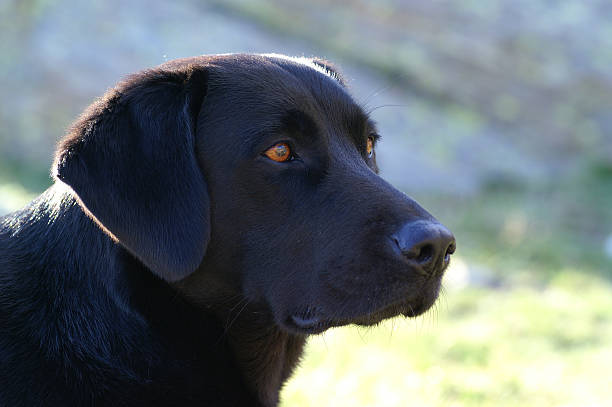 istock potrait of the black dog 97495448