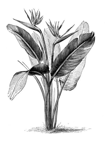 식물학 식물 골동품 조각 그림: strelitzia reginae - strelitzias stock illustrations
