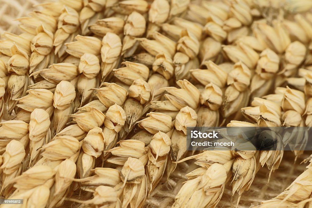 Gros plan de blé - Photo de Agriculture libre de droits
