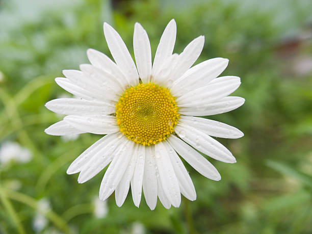 istock Camomile with drops of water 97495849