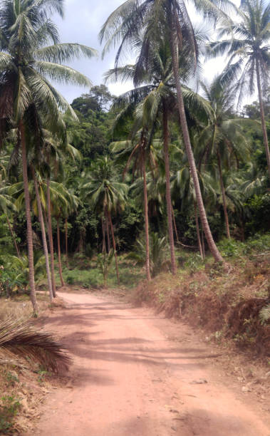 istock Dirt Road with Palm Trees in Thailand 974958766
