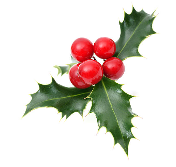 istock Sprig of European holly 97495976
