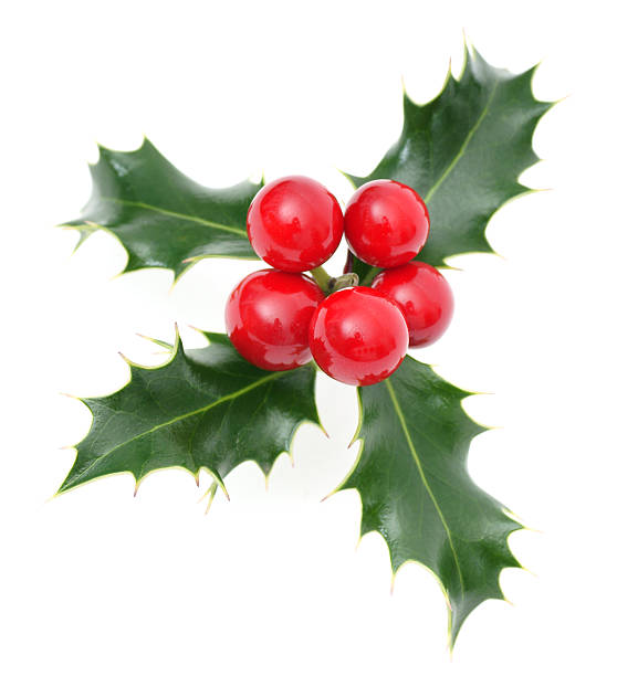 istock Sprig of European holly 97495979