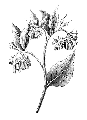 Botany plants antique engraving illustration: Symphytum asperum, rough comfrey, prickly comfrey