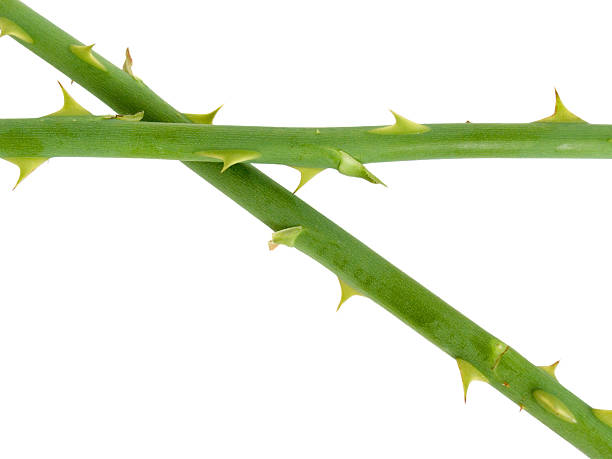 istock Stalk of a rose with prickles 97496315