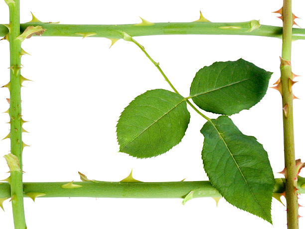 istock Stalk of a rose with prickles 97496318