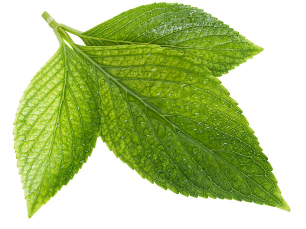 istock green leafs with drops of water 97496323