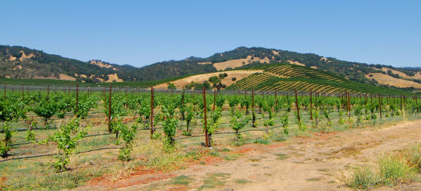 istock Napa Valley Vinyard 974967212