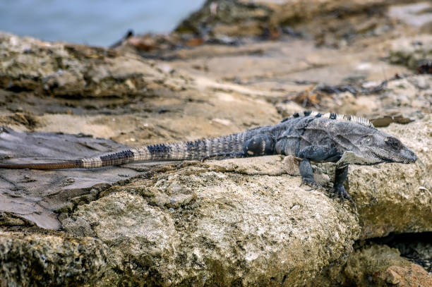 Black iguana basking in the sun on coastal rocks in Ambergris Caye, Belize.