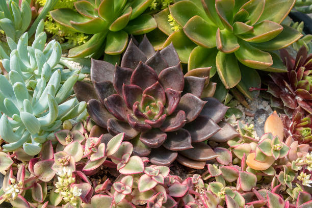 istock succulent plants in garden 974967804