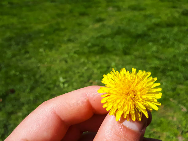 istock Closeup of a bright yellow blooming Sow Thistle (Sonchus oleraceus) on hand 974968524