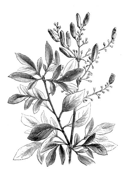 istock Botany plants antique engraving illustration: Syringa Persica Laciniata 974968676
