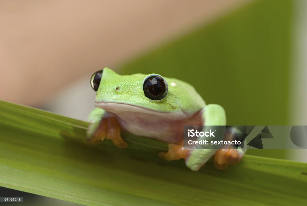 Listo - Foto de stock de Guatemala libre de derechos