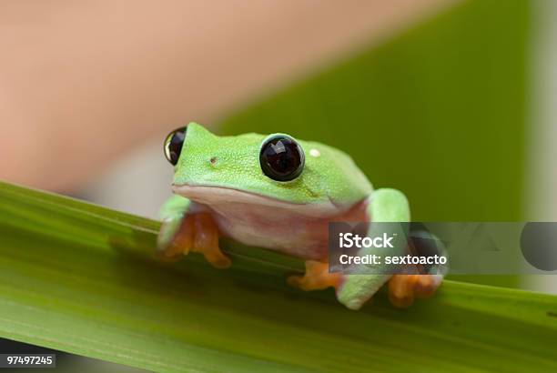 Listo Foto de stock y más banco de imágenes de Guatemala - Guatemala, Rana, Agarrar