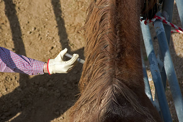 istock Horse receiving injection 97497316
