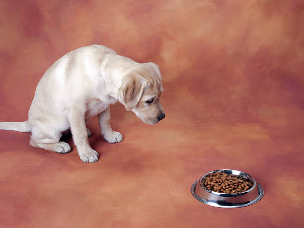 istock Labrador puppy waiting to eat 97497355