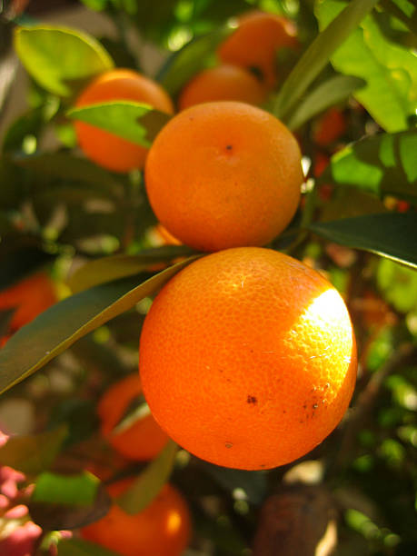 orange grove - leafes fruit orange leaf fotografías e imágenes de stock