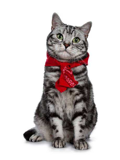 Handsome black silver tabby British Shorthair cat sitting straight up wearing a typical Dutch 'boerenzakdoek' around his neck isolated on white background and looking at camera Handsome black silver tabby British Shorthair cat on white background cat with clothes stock pictures, royalty-free photos & images