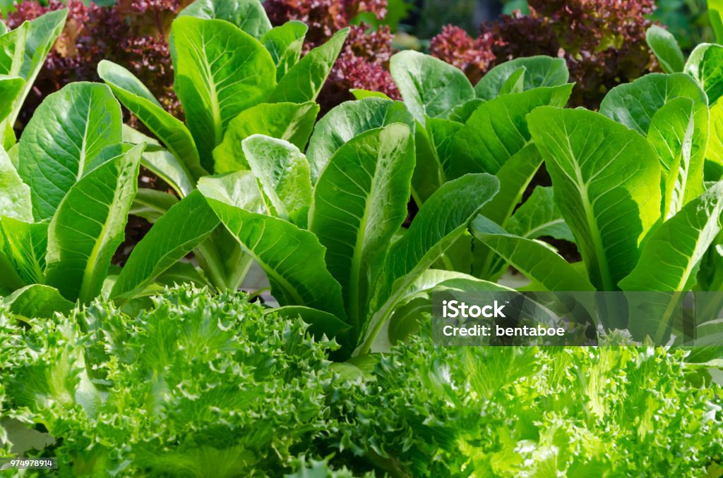 Lettuce and cabbage plants on a vegetable garden Lettuce and cabbage plants on a vegetable garden ground Lettuce Stock Photo