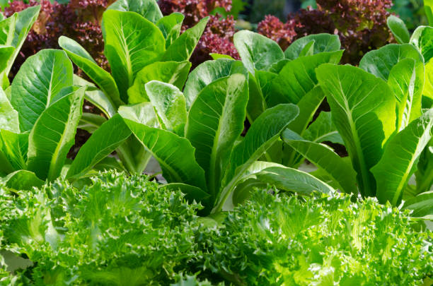 Lettuce and cabbage plants on a vegetable garden stock photo