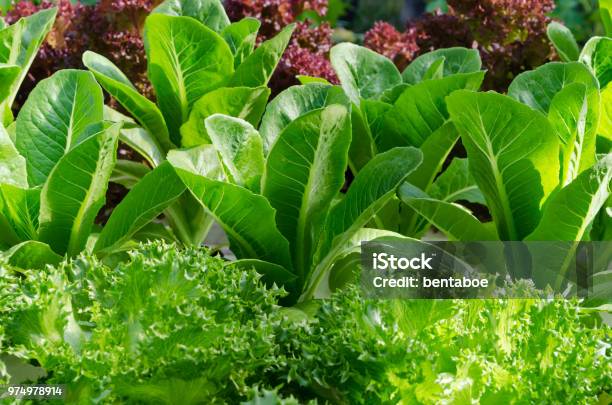 Lettuce And Cabbage Plants On A Vegetable Garden Stock Photo - Download Image Now - Lettuce, Cultivated, Growth