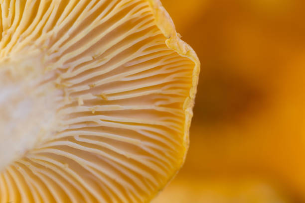 istock Fresh yellow chanterelle, macro 974983572