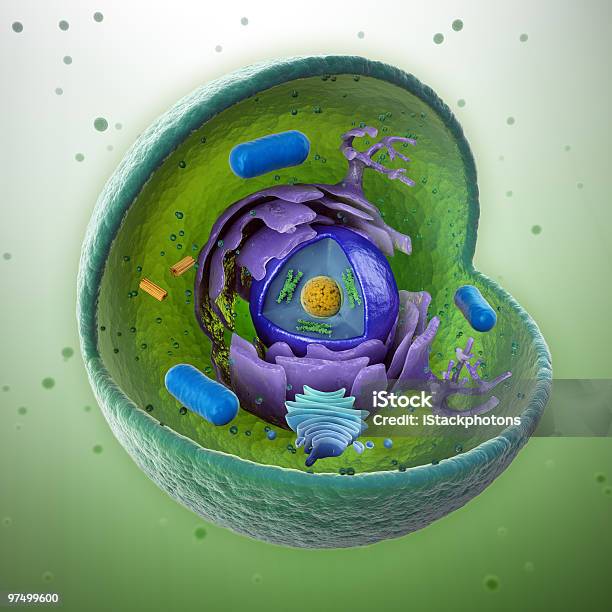 Tierzelle Cutaway Stockfoto und mehr Bilder von Mitochrondion - Mitochrondion, Anatomie, Bakterie