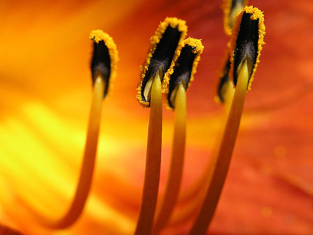 Tiger lily (closeup view) Inner life of a tiger lily. Closeup view with filaments, anthers and yellow pollen grains. red tiger lily stock pictures, royalty-free photos & images