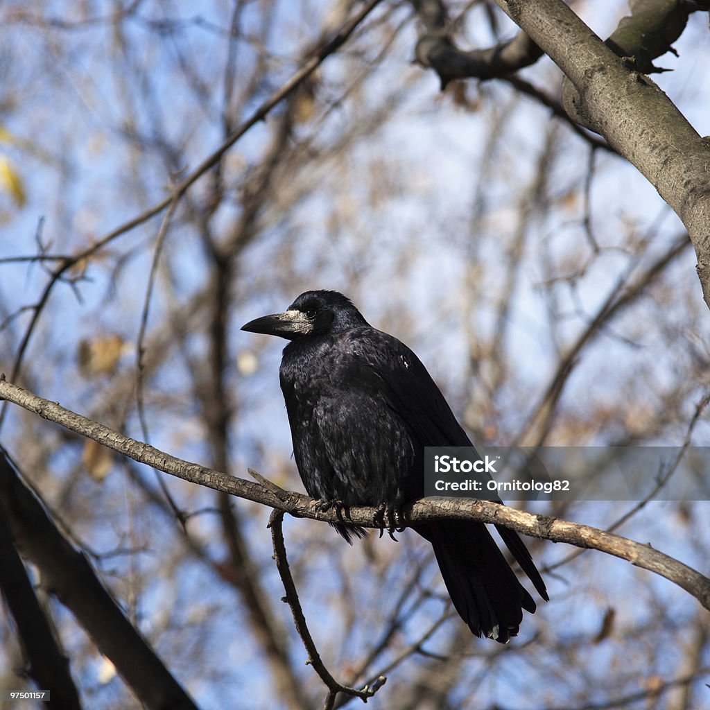 Torre (Corvus frugilegus) - Foto de stock de Aire libre libre de derechos