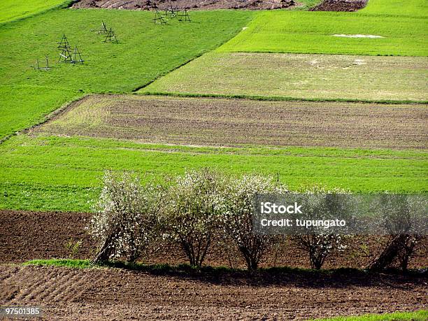 Grüne Frühling Felder Und Baum Blüte Stockfoto und mehr Bilder von Agrarbetrieb - Agrarbetrieb, Bildhintergrund, Braun