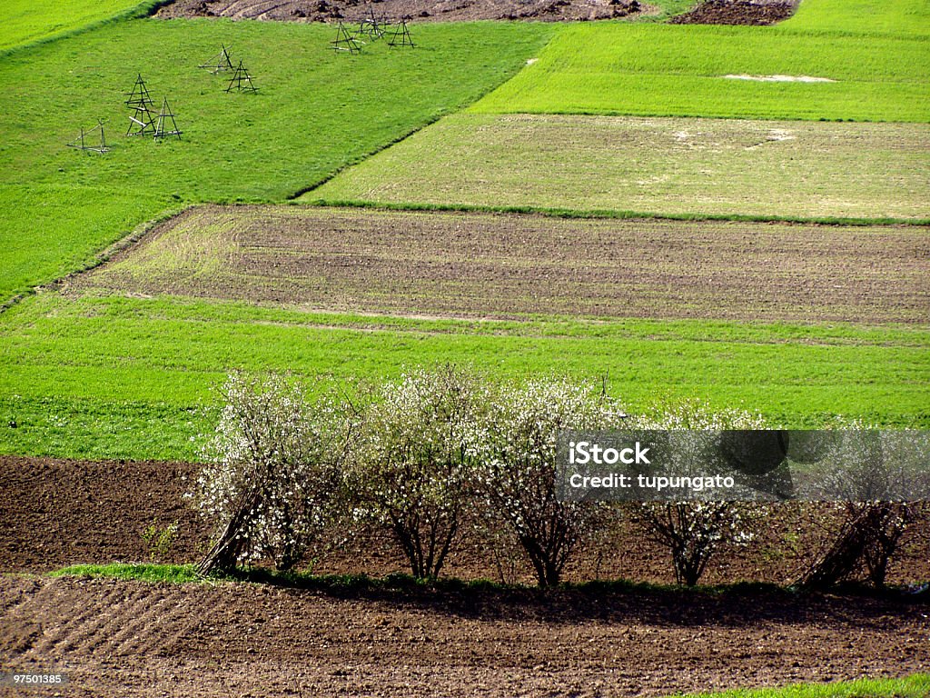 Vert des champs de printemps et fleurs - Photo de Agriculture libre de droits