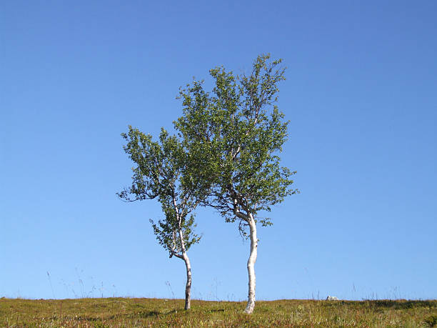 istock Pair of lonely birch trees 97501557