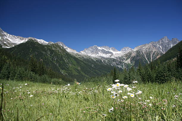 rogers pass-fokus auf die blumen - montana british columbia glacier national park mountain mountain range stock-fotos und bilder