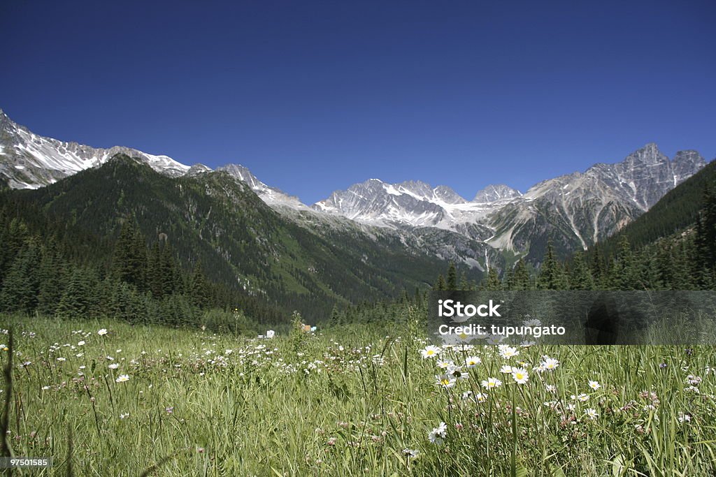 Rogers Pass-focus su fiori - Foto stock royalty-free di Albero