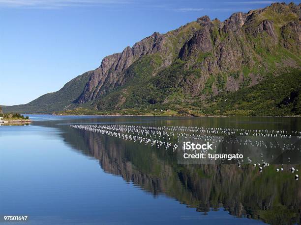 Piękne Góry I Hodowli Ostryg - zdjęcia stockowe i więcej obrazów Omułek - Omułek, Łańcuch, Bez ludzi