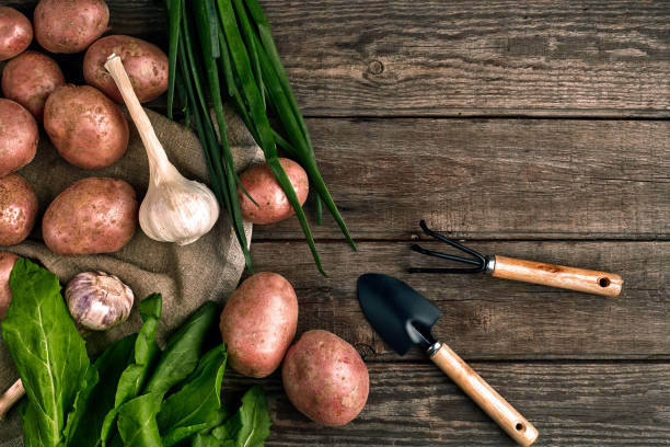 istock Gardening tools and fresh vegetables over wooden background 975024892